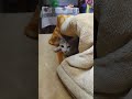 cat lover 🐈