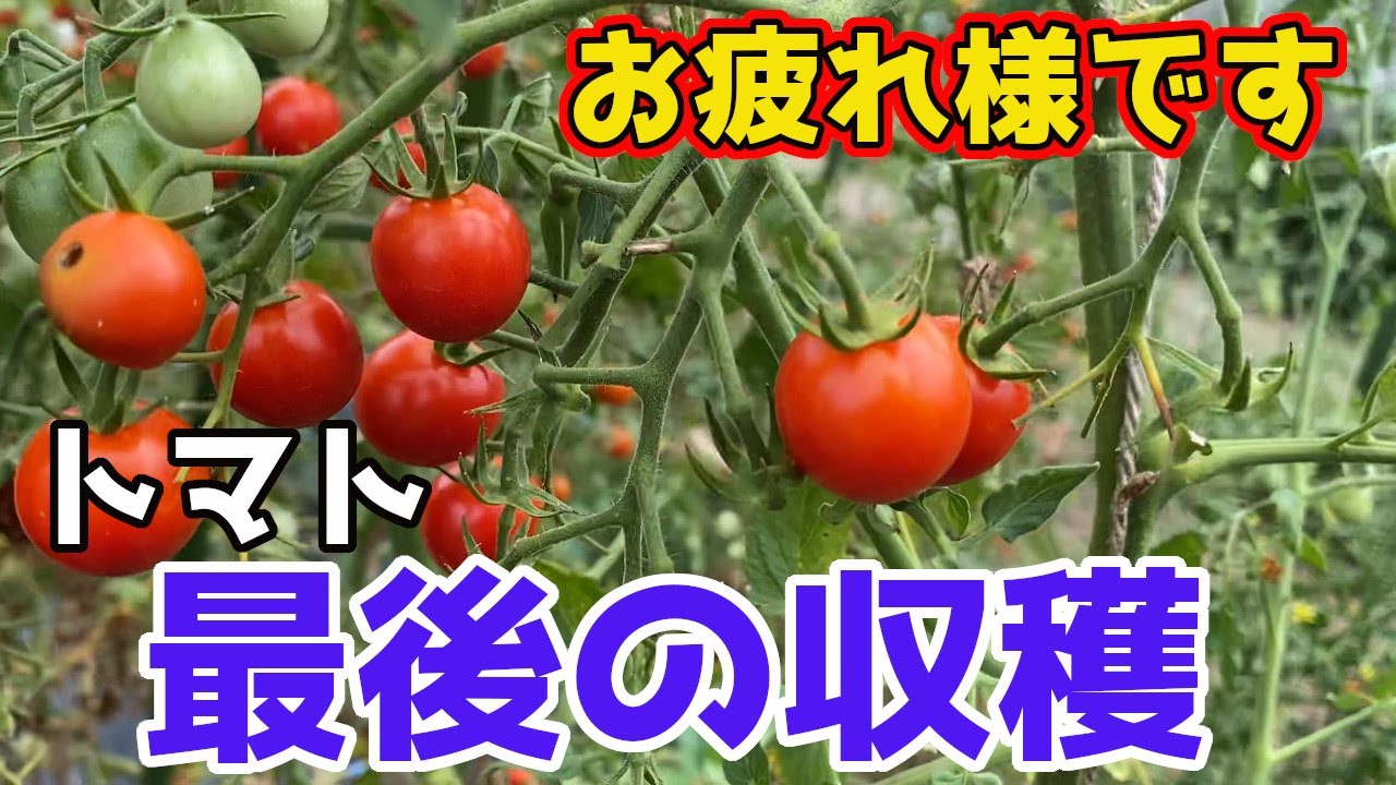 トマト収穫祭 フル純正リノ トマト収穫祭 フル純正リノ 【公式通販】