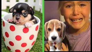 Puppy Surprise Compilation | Dog Surprise Compilation | Try Not to Cry - Aww 2 by Miyu Animals 🐶 501,059 views 2 years ago 9 minutes, 6 seconds