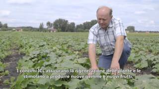 Aumentare la resa/ettaro: Agrolution su cetrioli [miglior raccolto miglior guadagno] (sub ita)