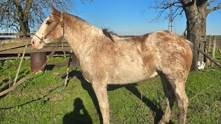 Overo colorado, nuevo, imponente fisico y buen caballo para el campo $6.000.000