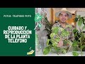 [POTUS] Cuidado y reproducción de la planta teléfono 🌱