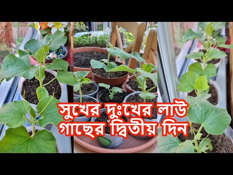 ভিডিও: ভাল নিষ্কাশনকারী মাটি কী - ভাল-নিষ্কাশিত মাটির গুরুত্ব সম্পর্কে জানুন