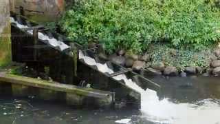 20120901 Lüneburg - Fischtreppe Im Hafenbecken Am Alten Kran