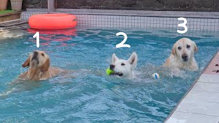 A variety of water dogs