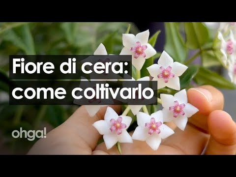 Video: Shchitolisty Ninfenico, O Fiore Di Palude Shytolisty