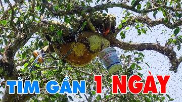 #51 - TỔ ONG GẦN ĐẦY 1 XÔ MẬT - BỘI THU TRỞ VỀ | Thợ Rừng