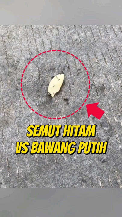 EKSPERIMEN SERU SEMUT HITAM VS BAWANG PUTIH #eksperimen #semut #semuthitam #semutmerah #semutapi