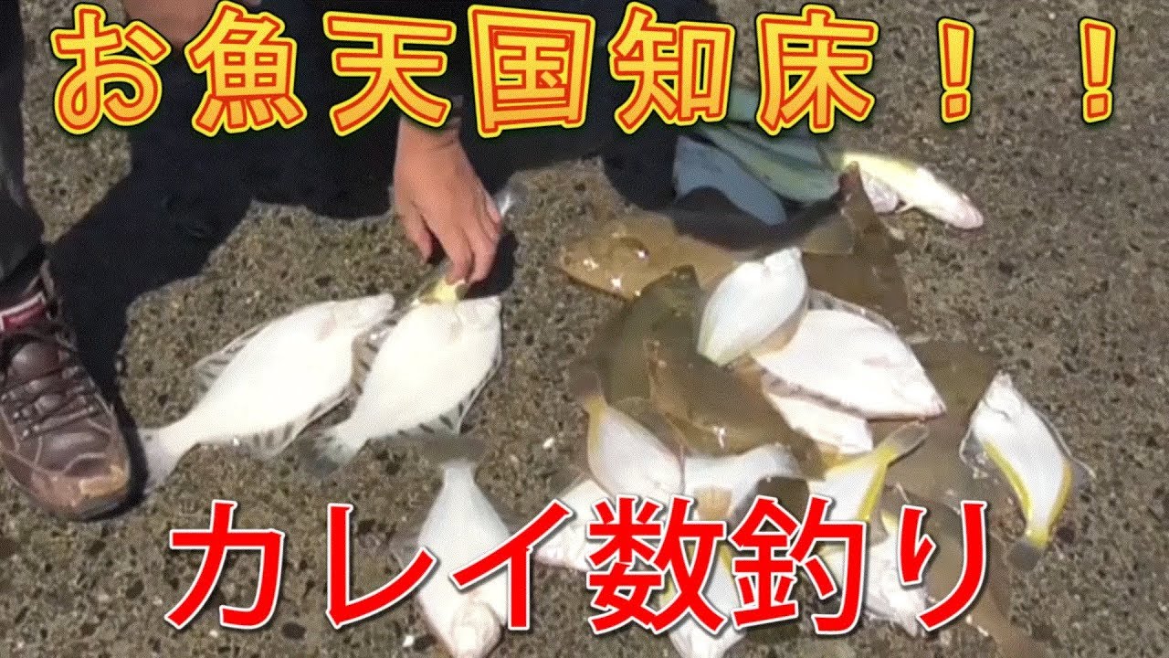 【釣り】お魚天国知床！羅臼漁港でカレイ数釣り！！