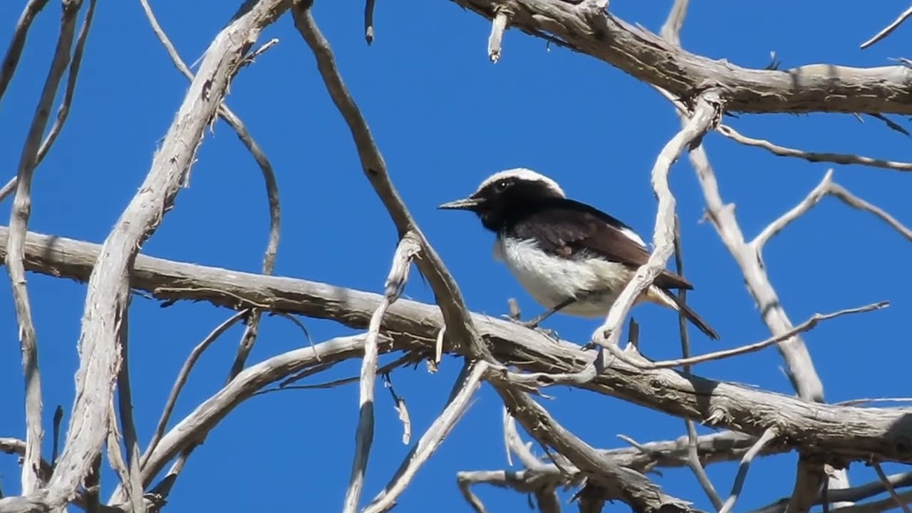 Birds of Saudi Arabia: Arabian Wheatear
