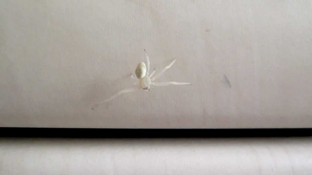 weisse spinne weisse spinne