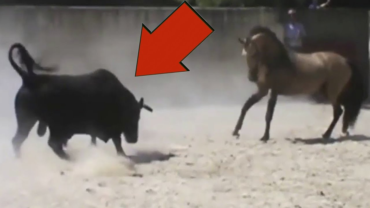 уэльс марафон человек и лошадь. лошадь против лошади. видео про лошадей. человек на лошади гонки. медведь и лошадь.