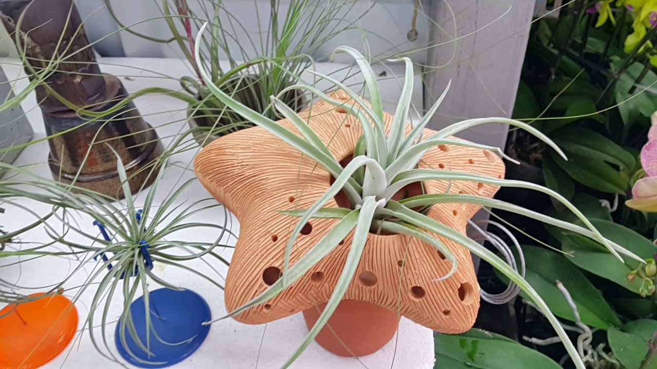 양재 화훼단지 (꽃시장)