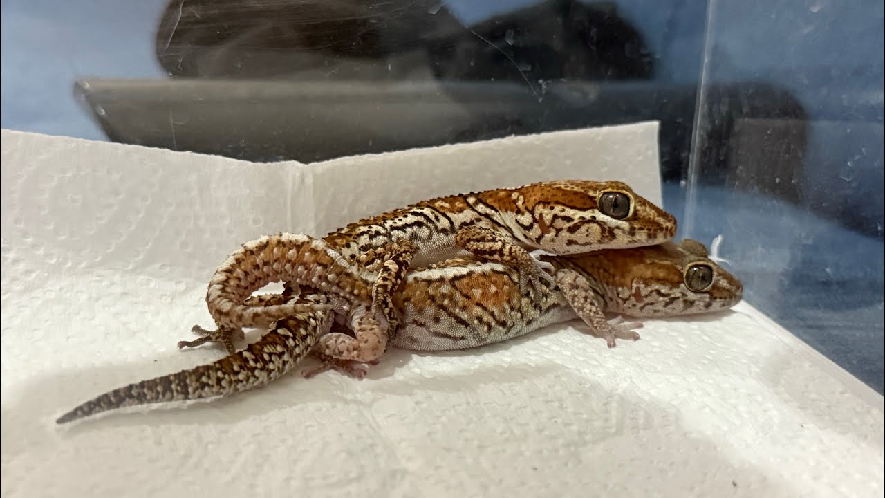 Pitus Gecko PICTUS GECKO BREEDING - YouTube
