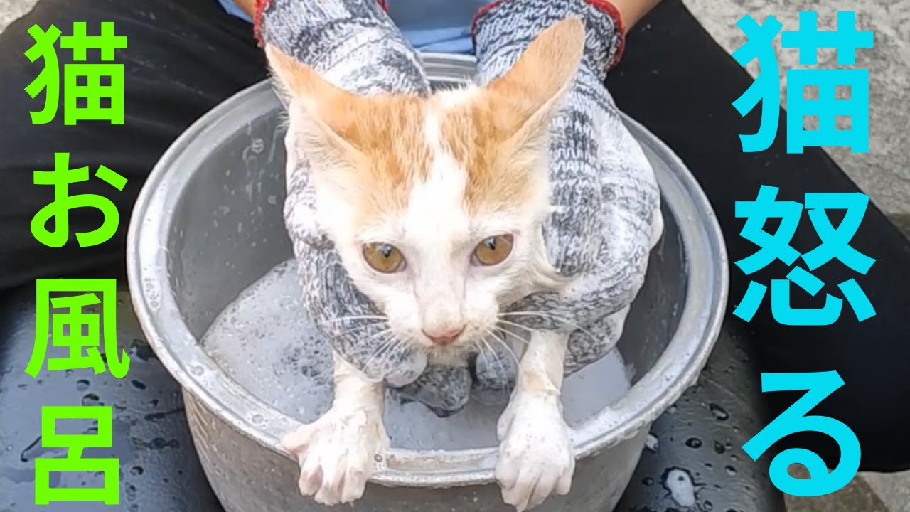 子猫 保護 猫 お風呂 猫 洗う 怒っちゃう猫が可愛い I 世界で一番かわいい猫 保護猫 動物がかわいいyoutube動画はここだ
