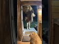 Episodes 120🐯🐶🐱 Brave Cat Jumps on Tiger to Protect the House | CCTV Animal World