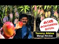 കടൽ കടന്നെത്തിയ മാമ്പഴം 😋 Tommy Mango review | MS Kottayil