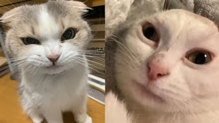 Try Not To Laugh  New Funny Cats Video   MeowFunny Part 22
