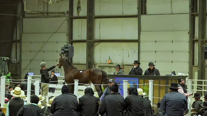 2025 Breeders Cup Select Sale - Day 1| AuctionPro
