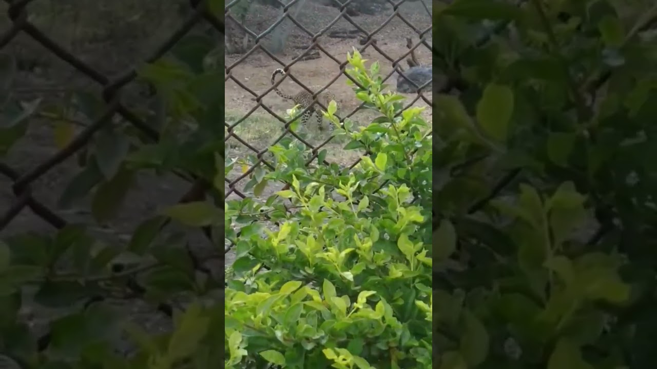 Cheetah vs Leopard fight #animals #animallover #cheetah #fight #