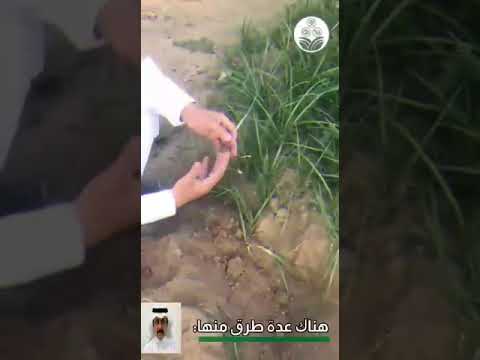 حشيشة السعد تسبب أضرار اقتصادية كبيرة لمختلف المحاصيل وللتخلص منها أربعة طرق تعرف عليها يحي هم