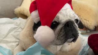 Christmas mood | Carmela the pug by Carmela the PUG 221 views 2 months ago 34 seconds