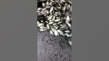 Cá Rô Phi Thái Lan Hàng Sẵn Phục Vụ Bà Con Các Tỉnh-0965.811.235