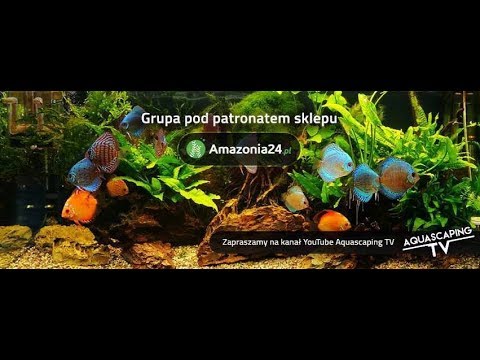 Video: Makropod: Rodiště Ryb, Fotografie, Popis
