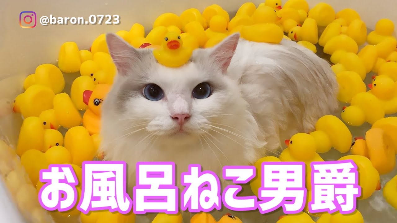 お風呂好きのねこ あひる風呂ver Youtube