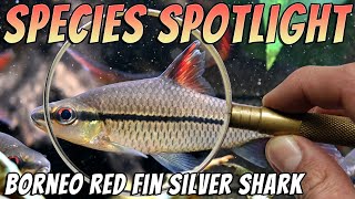 Borneo Red Fin Silver Shark Cyclocheilichthys janthochir - Rare Barb Fish Profile & Care Guide Thumbnail