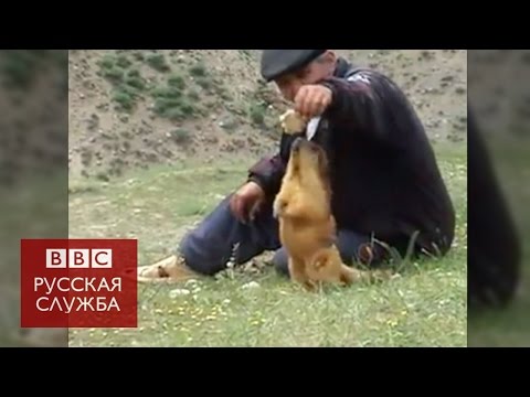 Сурок стал лучшим другом жителя таджикской деревни