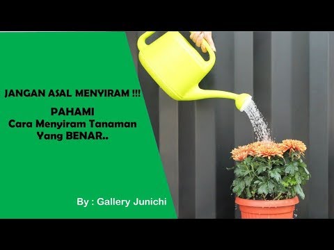 Video: Cara Menyiram Krisan