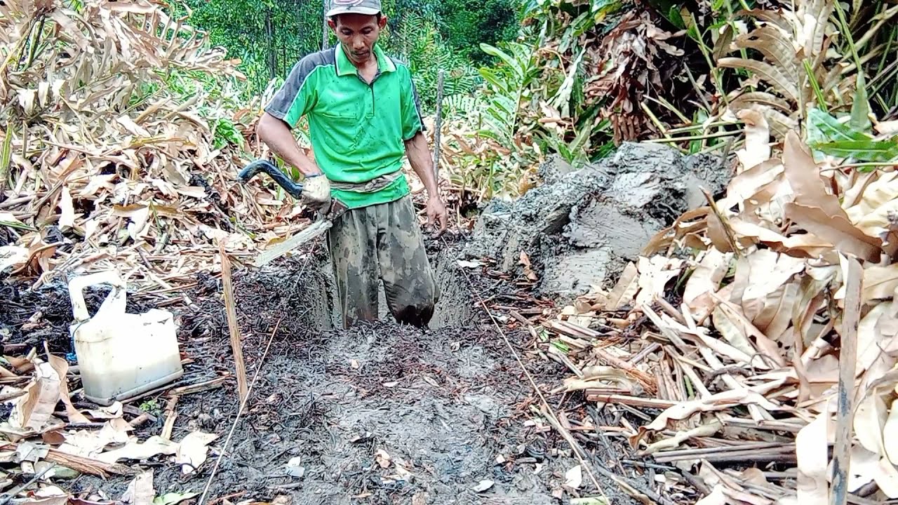 CANGKUL BARU LAHAN BARU PARIT BARU!!#cangkulmanual#kebunkelapa#mendaharatanjabtimur#tanjabtim#jambi