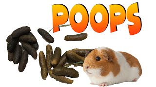 Guinea pig poop - what you need to know by Cavy Central Guinea Pig Rescue with Lyn 3,558 views 1 year ago 3 minutes, 47 seconds
