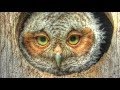 Baby Screech Owlet Leaves the Nest Box - Mini Documentary