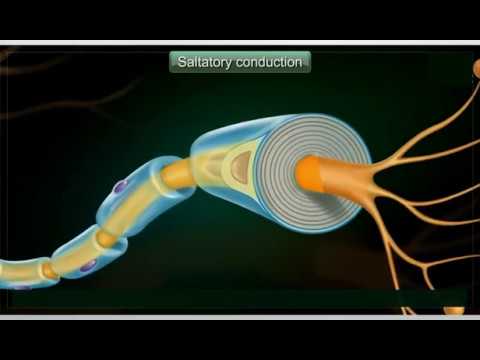 فيديو: ما هي الألياف العصبية النخاعية؟