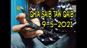 Qhia saib taw qaib 9--5-2021