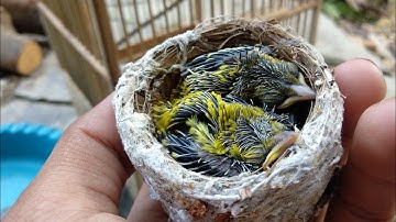 Cara merawat burung sirtu cipoh cipow anakan atau lolohan