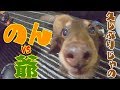プピプピで老犬を煽りまくる2歳の犬