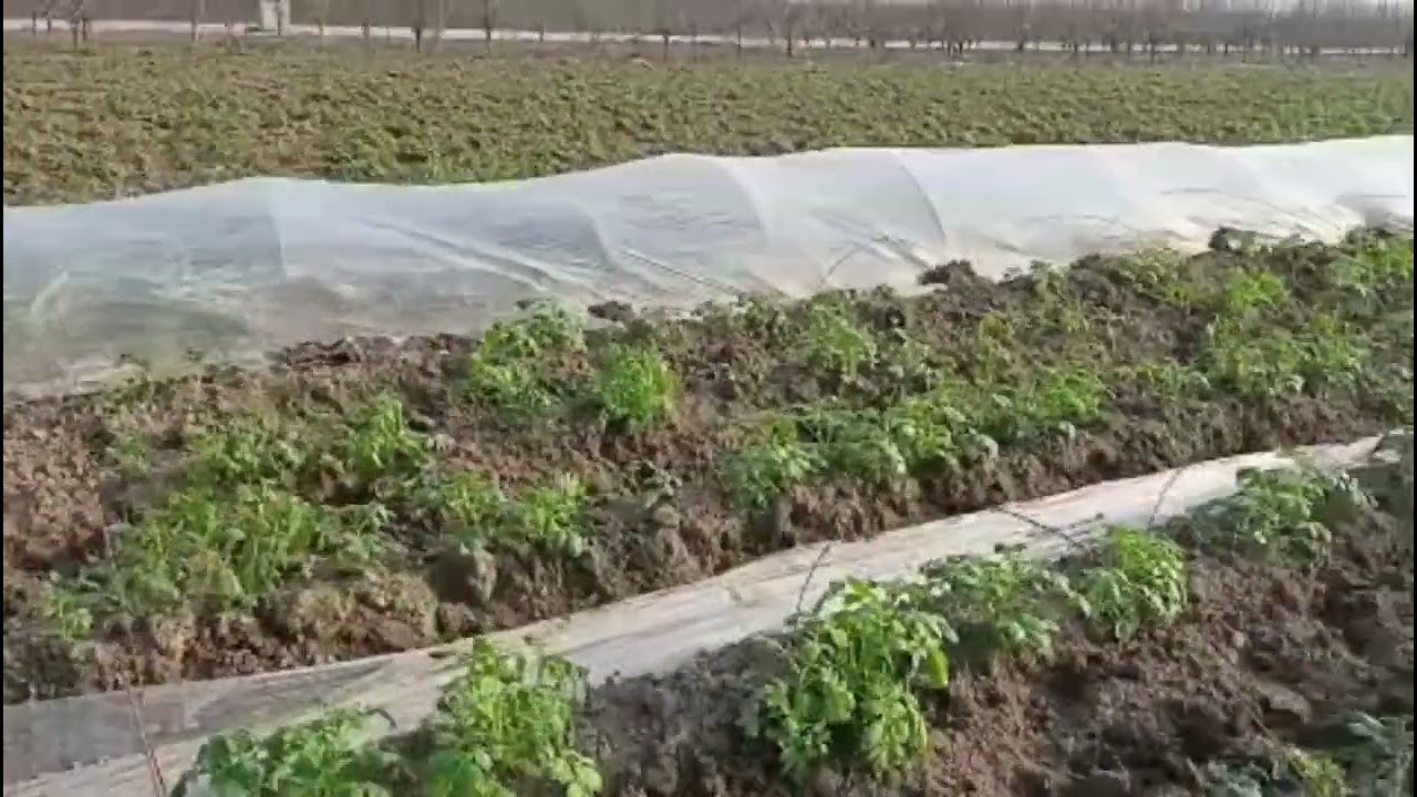 Sovuqdan kartoshkani saqlash mumkinmi? Ikki qavat klyonka (duga) usuli