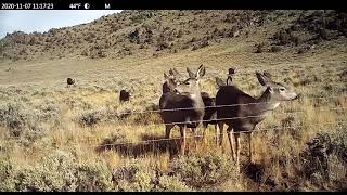 Glimpses of migration #4 || Can you spot the two deer with GPS tracking collars?