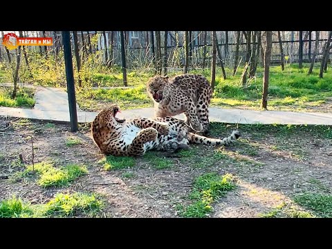 Видео: Чаунси Леопарди Собственный капитал: Вики, женат, семья, свадьба, зарплата, братья и сестры