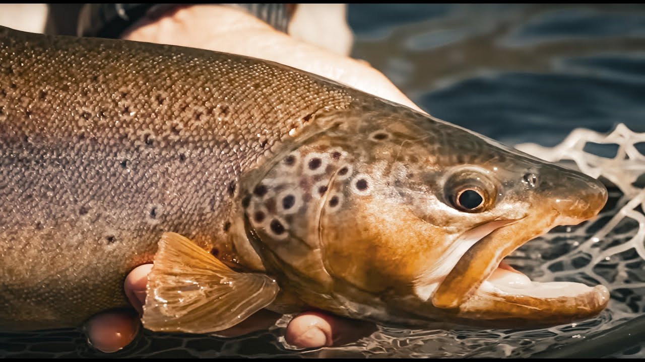 Pesca con Mosca en Rio Caleufu Campamento y Rio LImay Medio AGUAS ARRIBA ESPN 