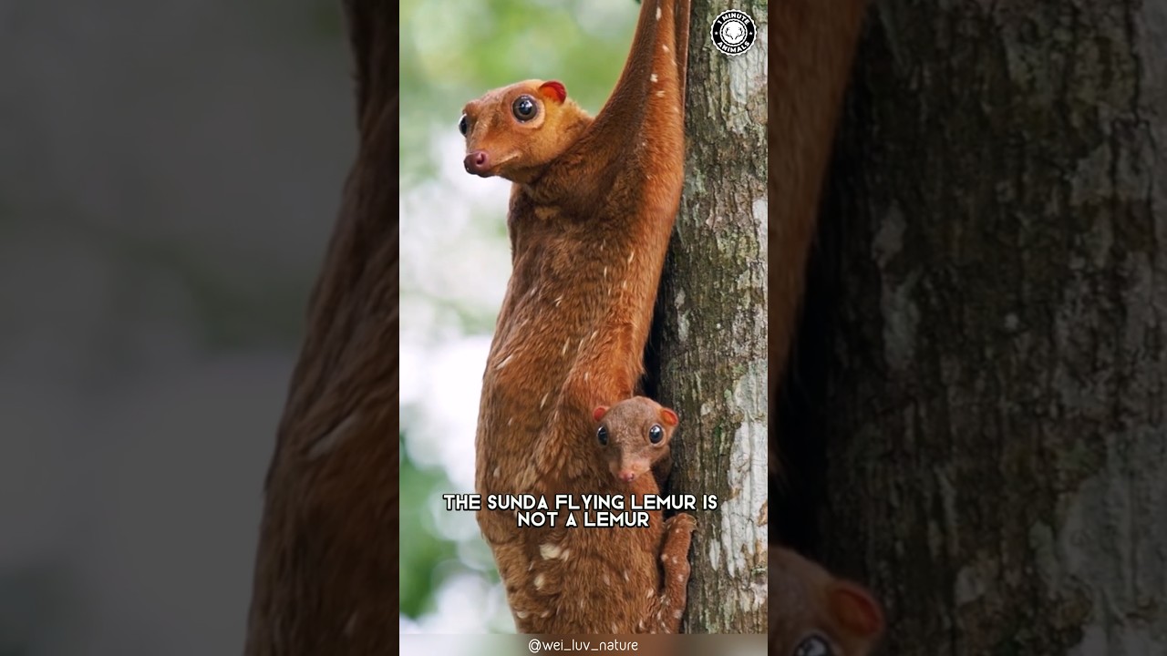 Летающий лемур 🌌 Загадочный планер ночи!