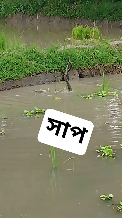 সাপের মারামারি | #snack #youtubeshorts #animalsounds #youtubeshortsfyp