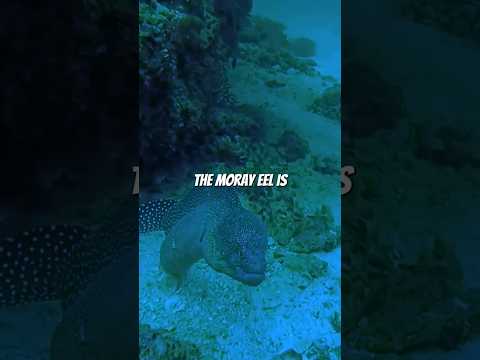 Why the Moray