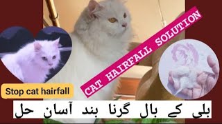 Persian cat hairfall reason & solution|stop cat Hairfall|cat hair shedding|بلی کے گرتے بالوں کا علاج