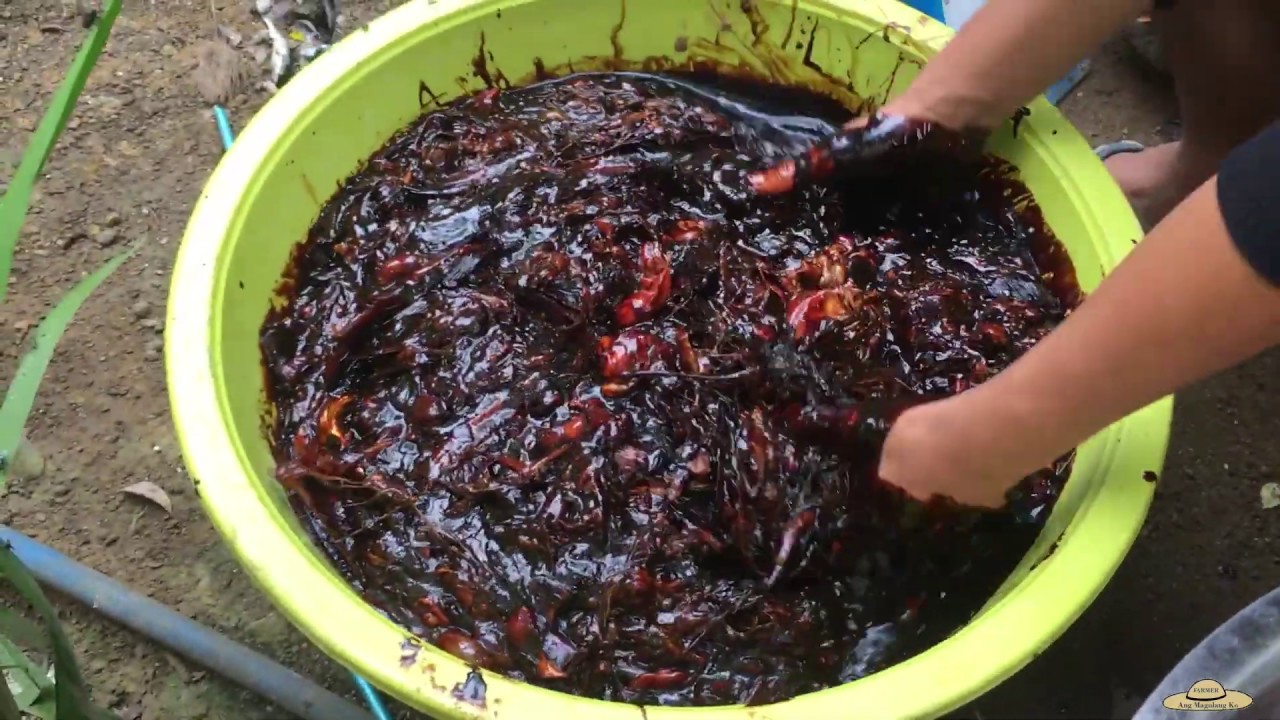 v87: Making Homemade Bio-Fertilizer (Step by Step) Using FISH Parts | Pampataba ng Tanim at Lupa.