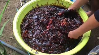 Making Homemade Bio-Fertilizer (Step by Step) Using FISH Parts | Pampataba ng Tanim at Lupa.