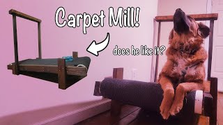 CARPET MILL For DOGS Full Tutorial